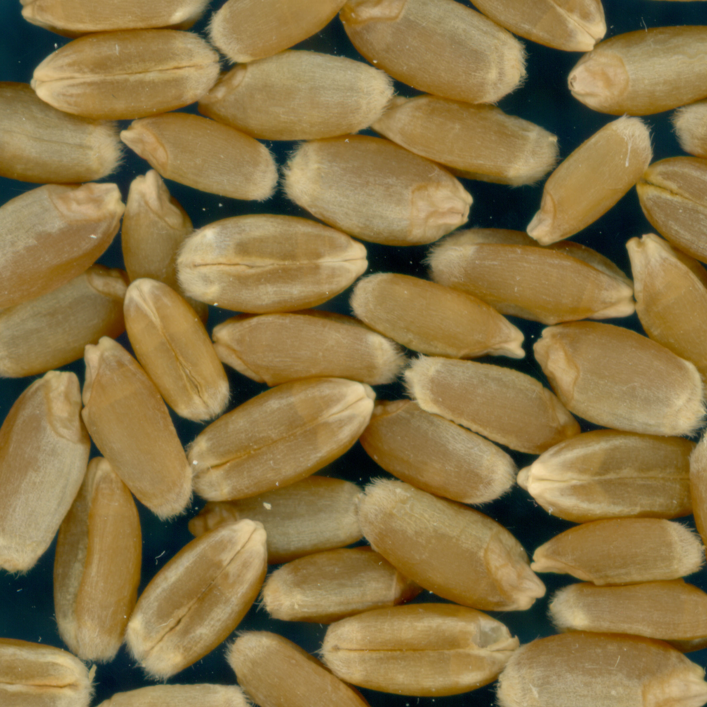 KERNELS